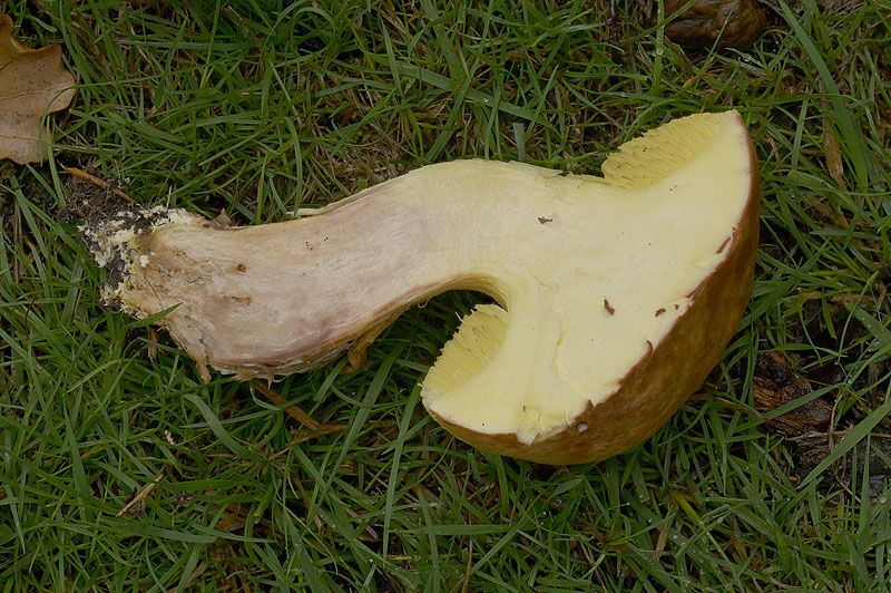 Xerocomus subtomentosus